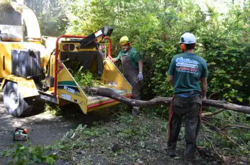 tree services Holyoke